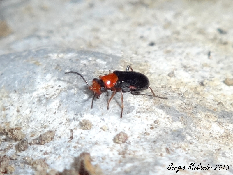 Malachiidae da ID - Troglops sp.